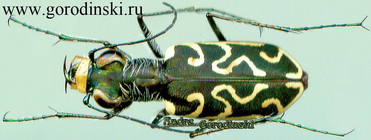 http://www.gorodinski.ru/cicindela/Cylindera biprolongata.jpg